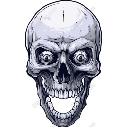 Lifelike Skull