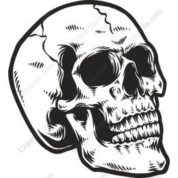 Intricate Skull