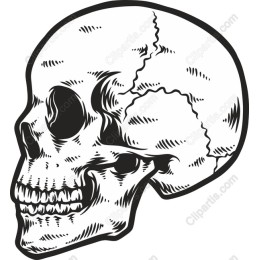 Intricate Skull