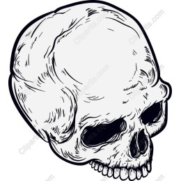 Hand-Drawn Skull