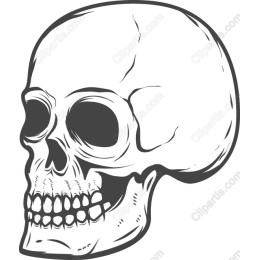 Premium Skull