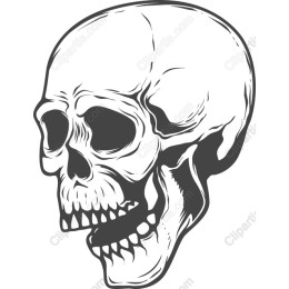Intricate Skull