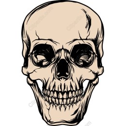 Intricate Skull