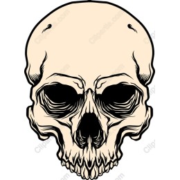Skull - Intricate