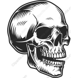 Intricate Skull