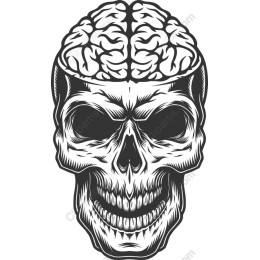 Skull with Brain