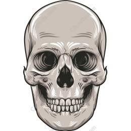 Intricate Skull