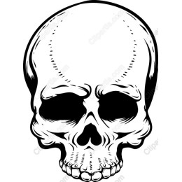 Skull - High-Quality and
