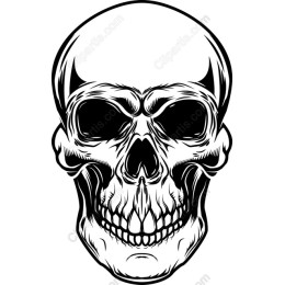 Intricately ed Skull