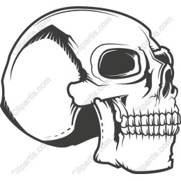 Human Skull
