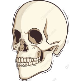 High-Quality Skull