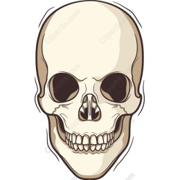 Human Skull