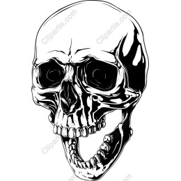 High-Quality Skull