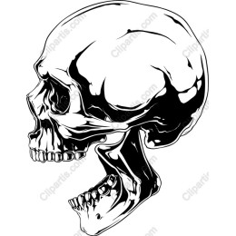 Detailed Skull