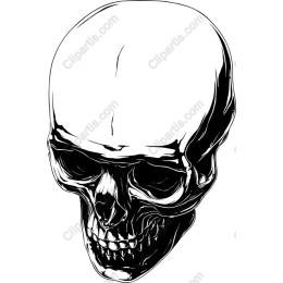 Premium Skull