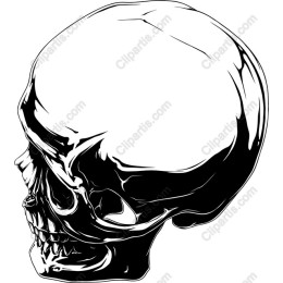 Detailed Skull