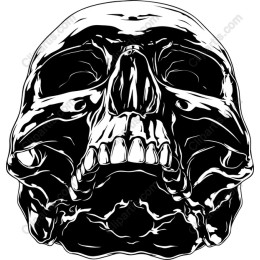 High-Quality Skull