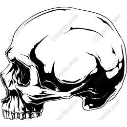 Premium Skull