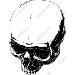 Detailed Skull