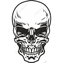 Premium Detailed Skull