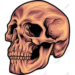 Intricate Skull