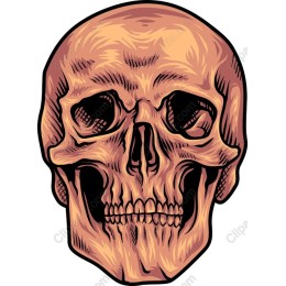 Vintage Skull