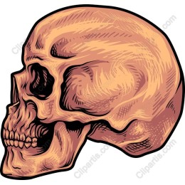 Hand-Drawn Skull