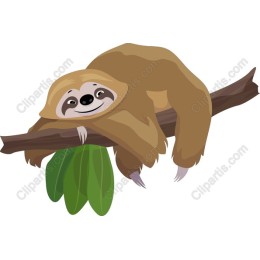Charming Sloth