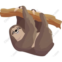 Playful Sloth Hanging