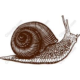 Elegant Snail