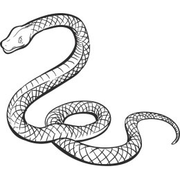 Elegant Snake
