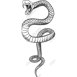 Fierce Coiled Snake