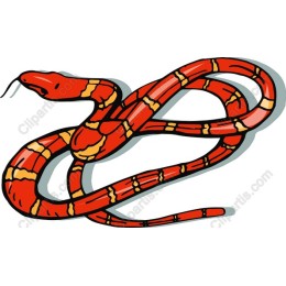 Vibrant Red Snake