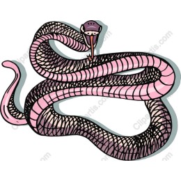 Enchanting Snake