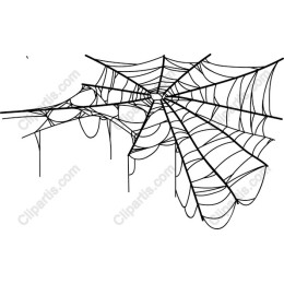 Intricate Spider Web