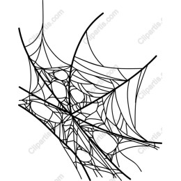 Intricate Spider Web