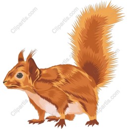 Vibrant Squirrel