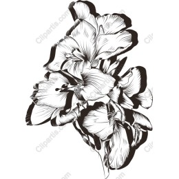 Elegant Gladiolus
