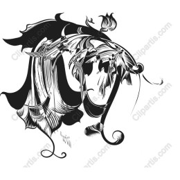 Elegant Black and White Floral