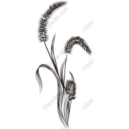 Elegant Grass