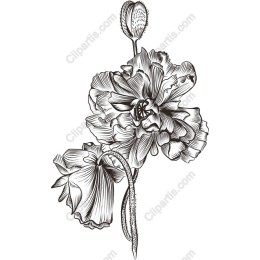 Elegant Black and White Floral
