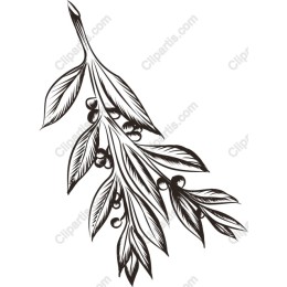 Elegant Hand-Drawn Olive Branch