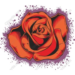 Vibrant Orange Rose