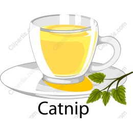 Catnip Tea
