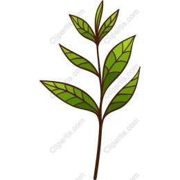 Vibrant Green Leaf Branch