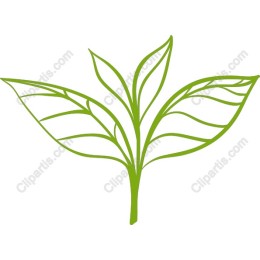 Elegant Leaf