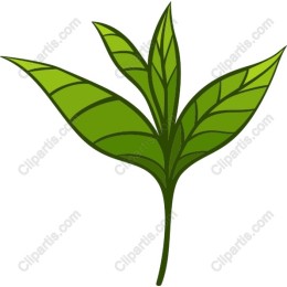 Vibrant Green Leaf