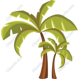 Tropical Palm Tree