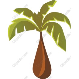 Tropical Banana Palm Tree