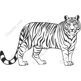 Majestic Tiger